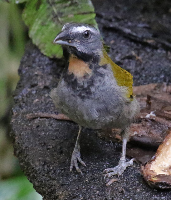 Buff-throated Saltator