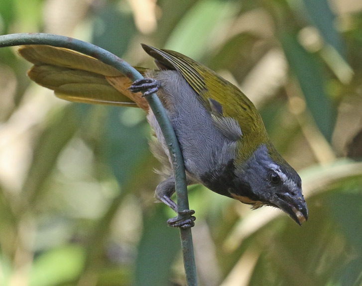 Buff-throated Saltator