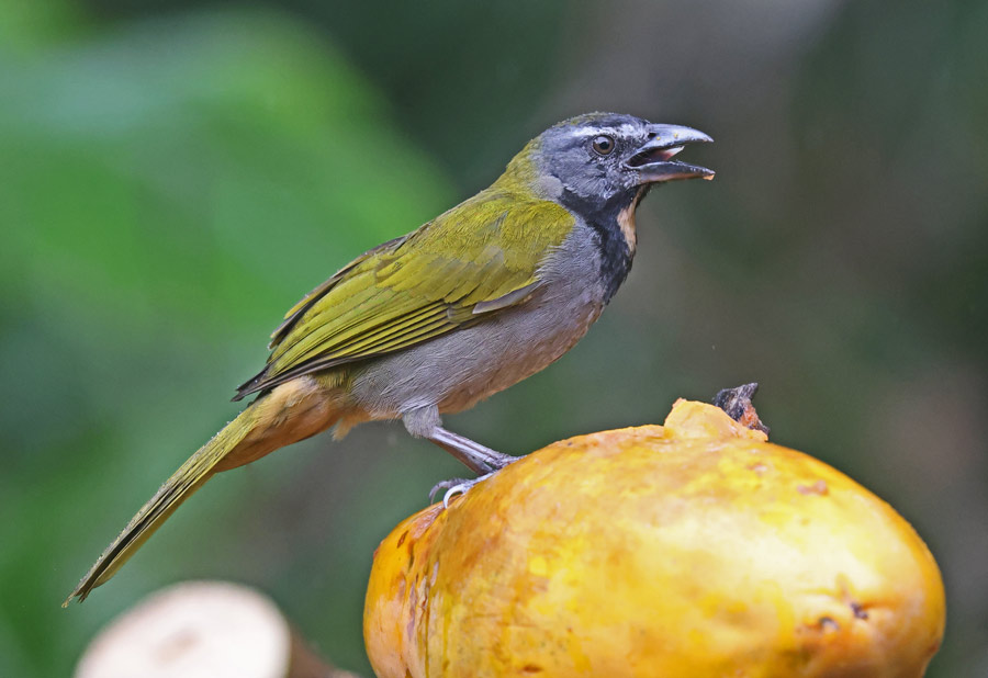 Buff-throated Saltator
