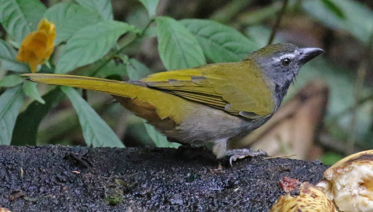 Buff-throated Saltator