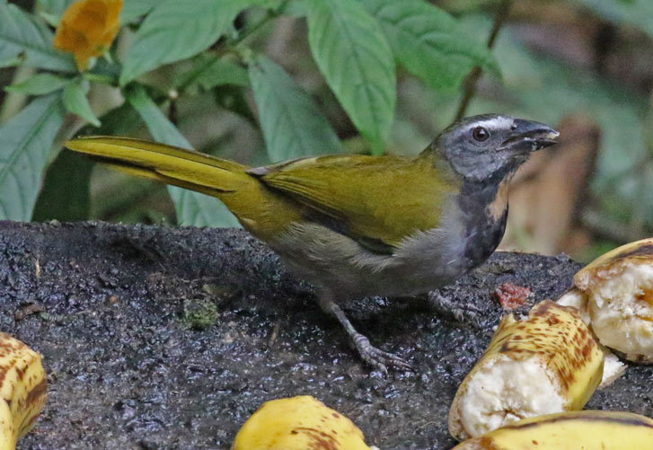 Buff-throated Saltator
