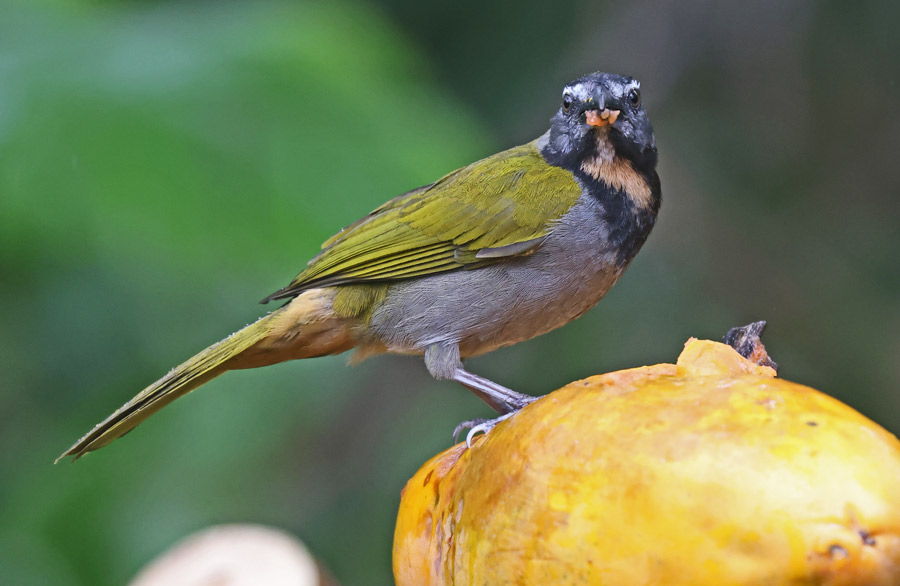 Buff-throated Saltator
