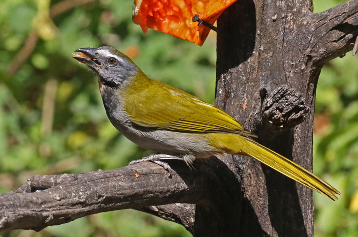 Buff-throated Saltator