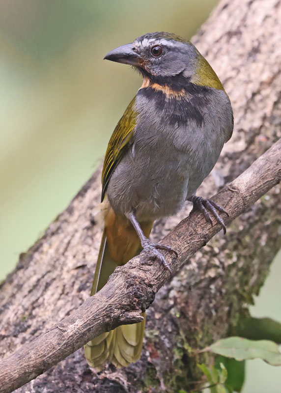 Buff-throated Saltator