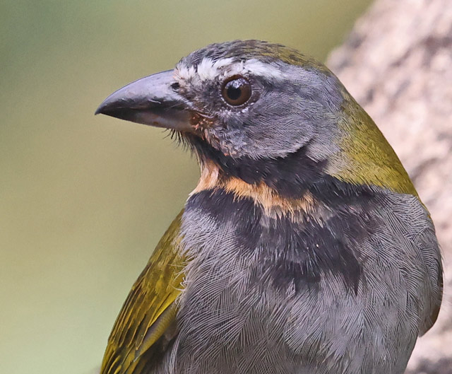 Buff-throated Saltator
