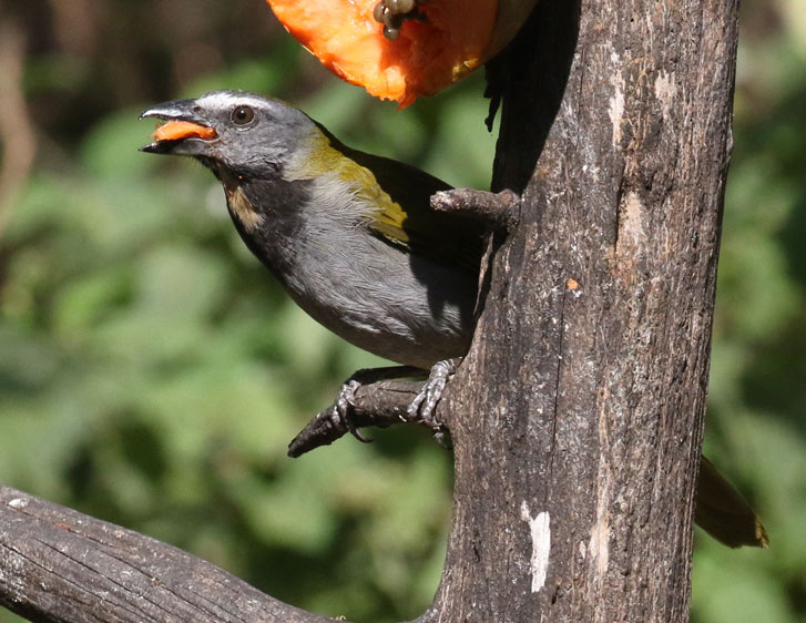 Buff-throated Saltator
