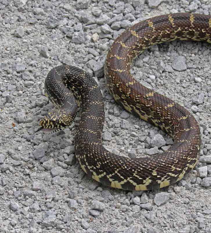 Bull Snake photo #1