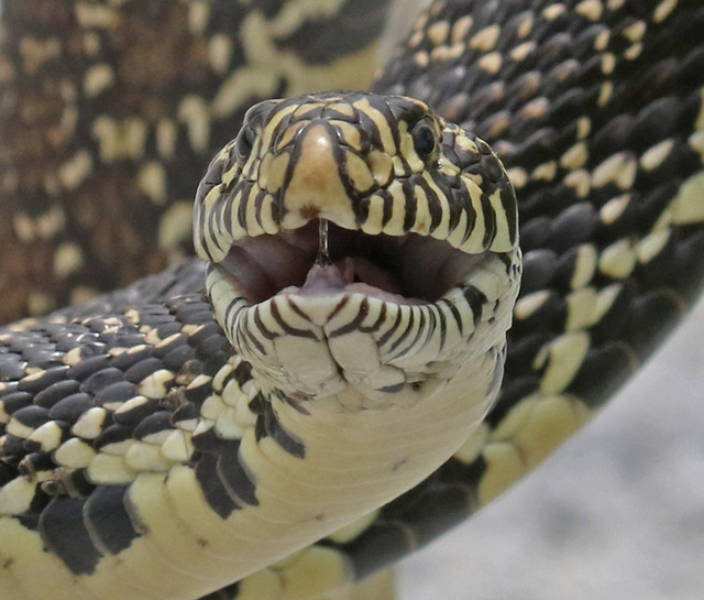 Bull Snake photo #2