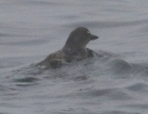 Cassin's Murrelet
