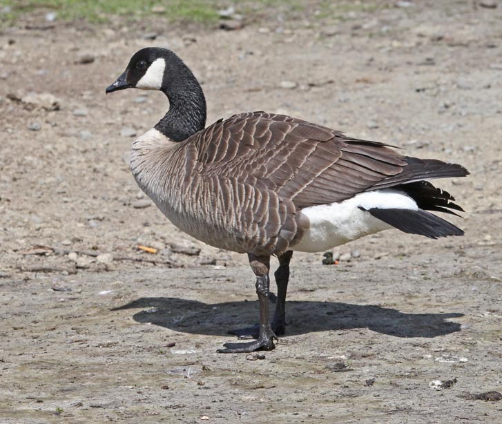Lesser Canada Goose