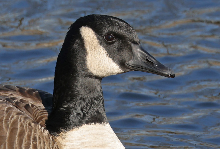 Canada Goose