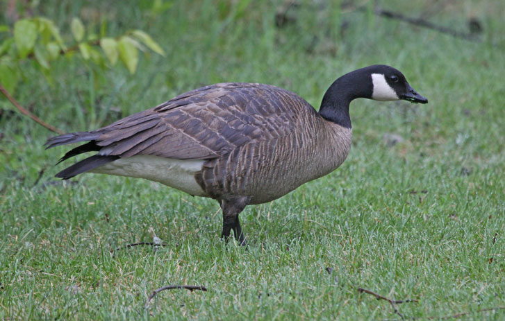 Lesser Canada Goose