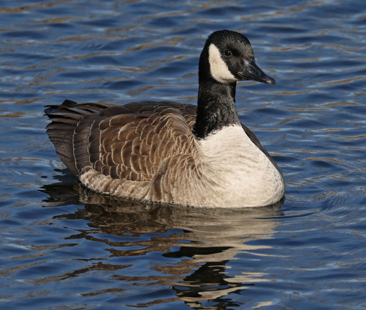 Canada Goose