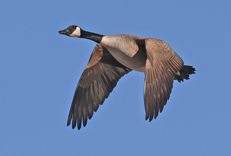 Canada Goose (in flight)