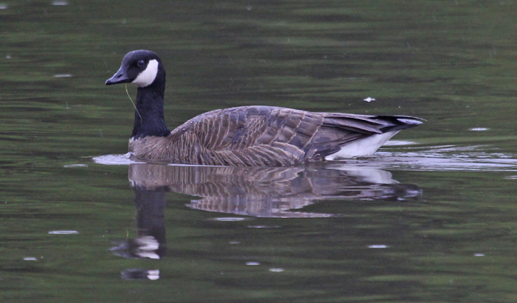 Lesser Canada Goose
