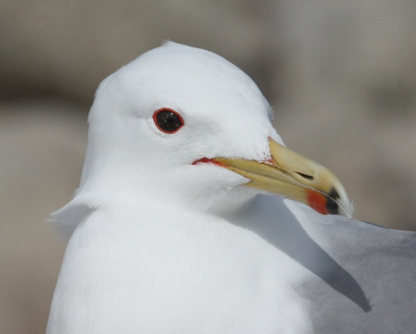 California Gull (adult)