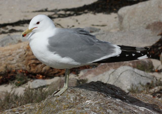California Gull (adult)