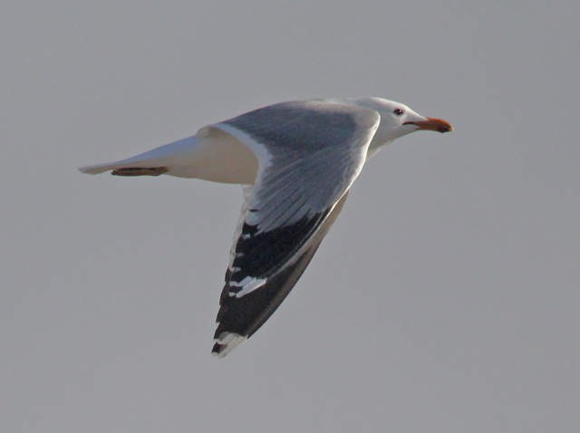 California Gull
