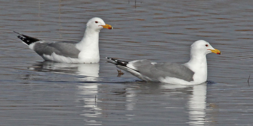 California Gull (adult)