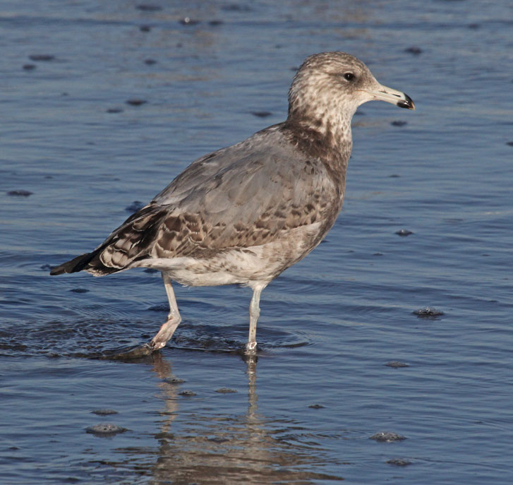 California Gull (2nd cycle)