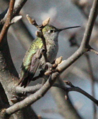 Calliope Hummingbird