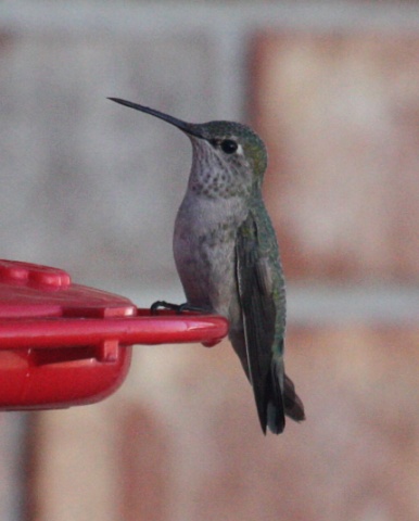 Calliope Hummingbird