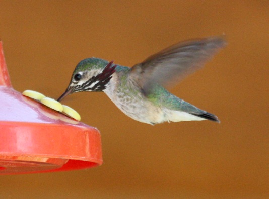 Calliope Hummingbird photo #1