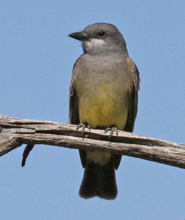 Cassin's Kingbird photo #1