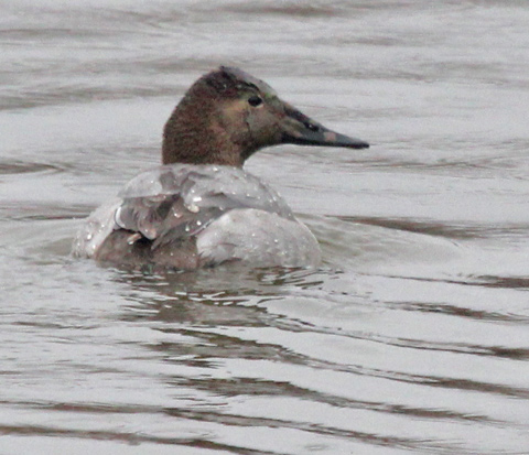 Canvasback