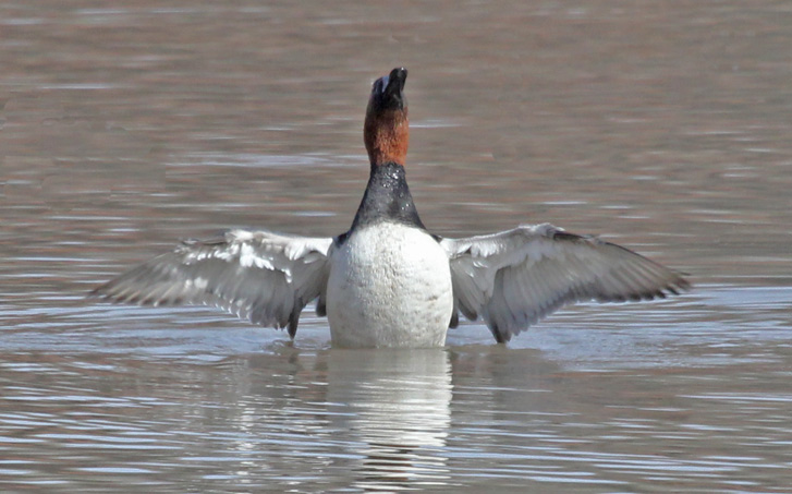 Canvasback