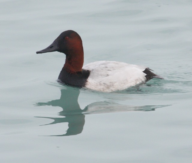 Canvasback