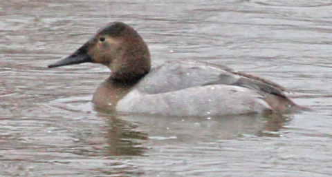 Canvasback