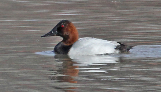 Canvasback