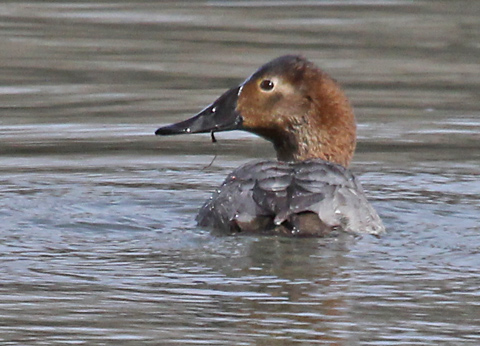 Canvasback
