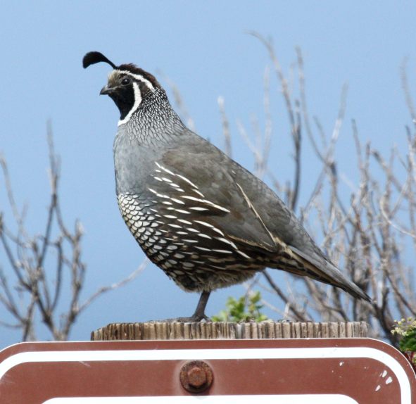 California Quail photo #4