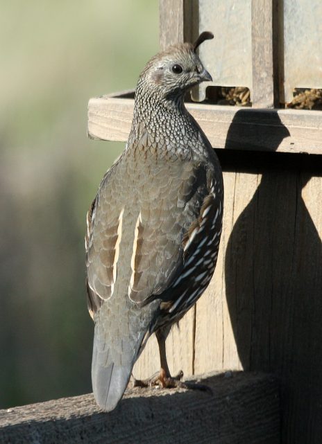 California Quail