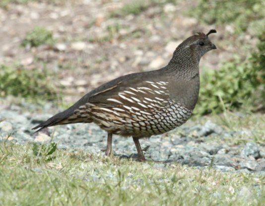California Quail