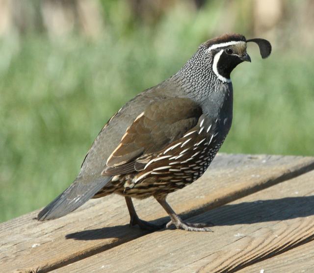 California Quail photo #1