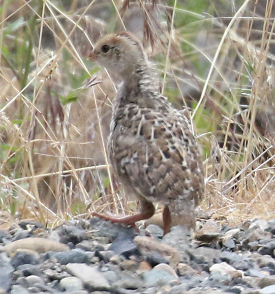 California Quail (chick)