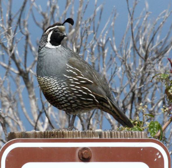 California Quail photo #3