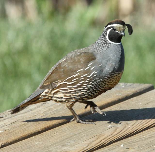 California Quail photo #2