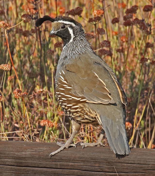 California Quail photo #5