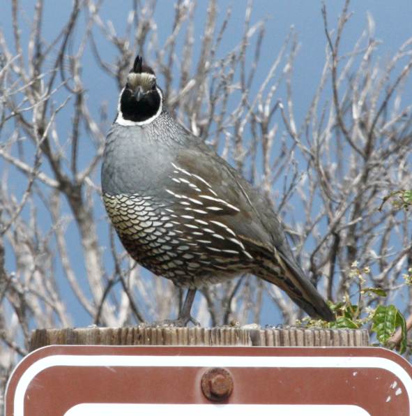 California Quail photo #2