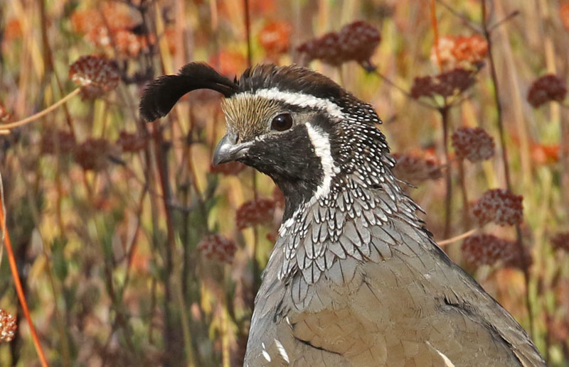 California Quail photo #6