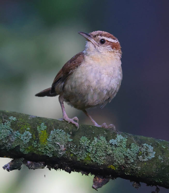 Carolina Wren