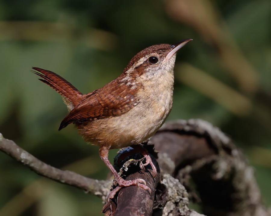 Carolina Wren