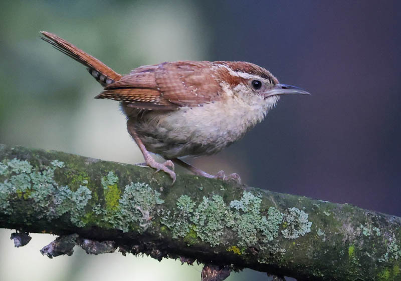 Carolina Wren