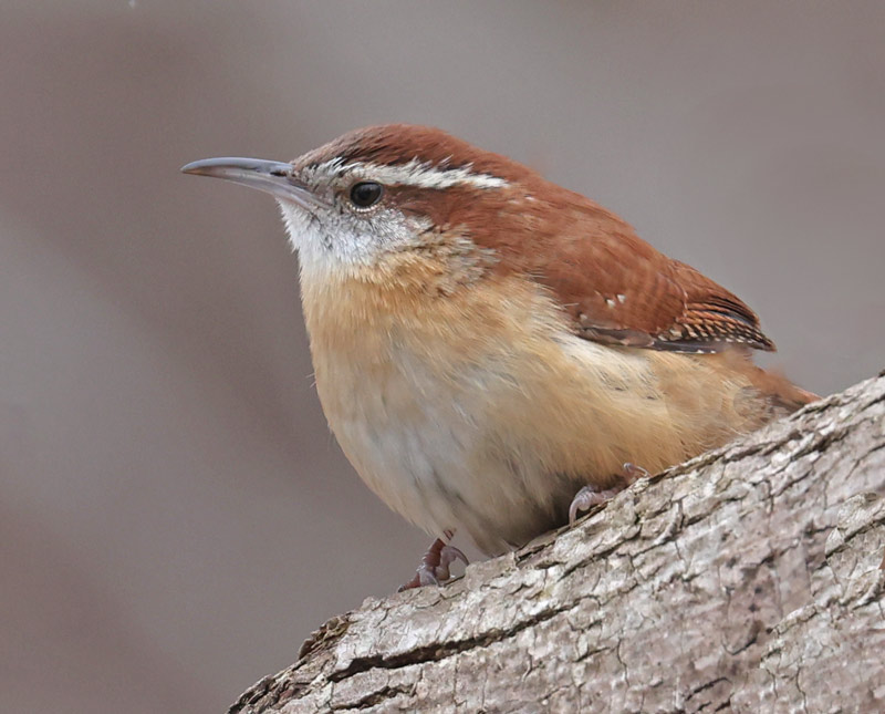 Carolina Wren