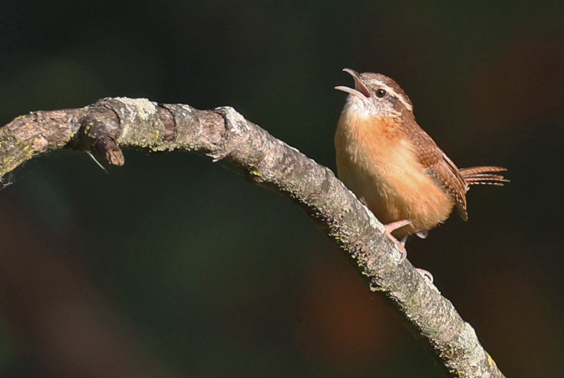 Carolina Wren