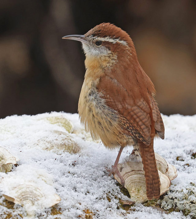 Carolina Wren